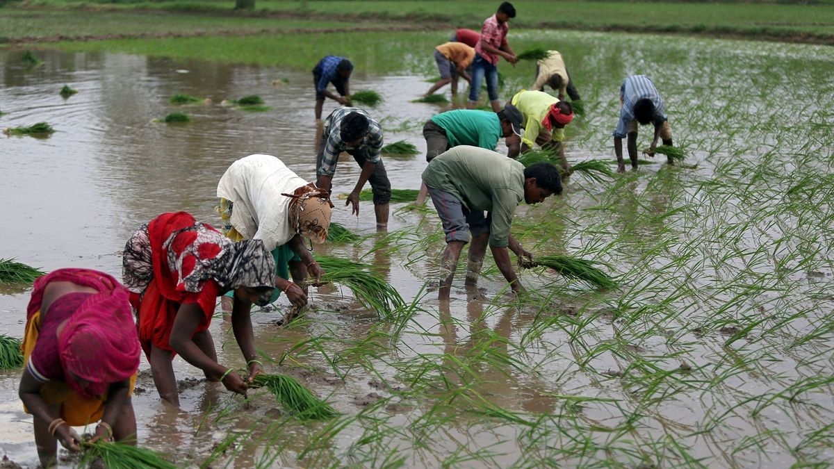 Úrodu rýže ohrožuje špatné počasí, její cena může zvýšit inflaci